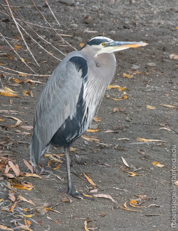 emily renzel wetlands